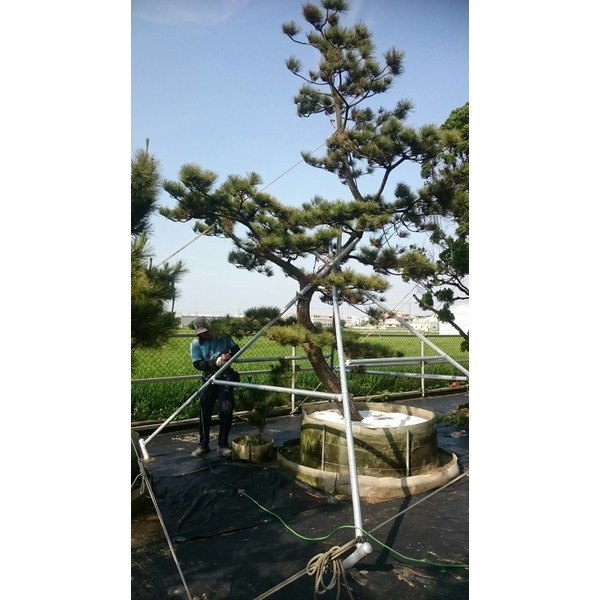 植樹支架