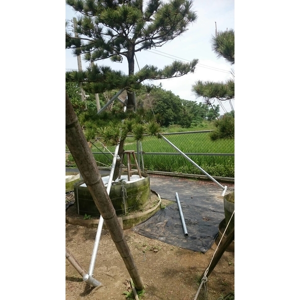 樹木支架