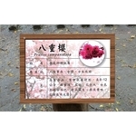 公園植物標示牌