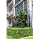 植栽修剪 - 鼎蘆園藝工程行