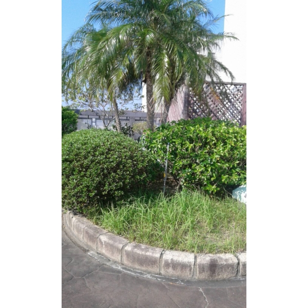 清除雜草