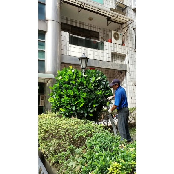 植栽修剪