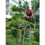 植栽修剪01 - 鼎蘆園藝工程行