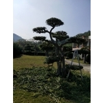 植栽修剪02 - 鼎蘆園藝工程行