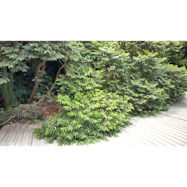 砍樹施工前-藝潔事業有限公司