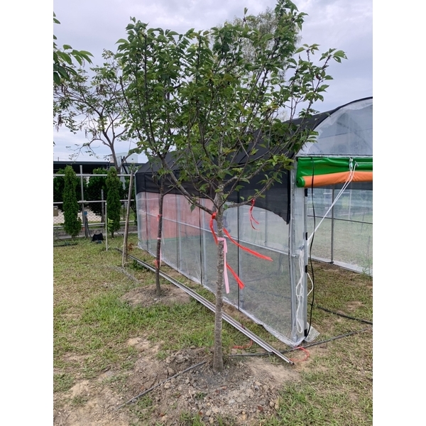 溫室帆布