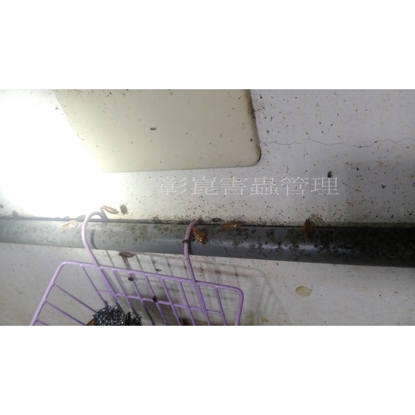 德國蟑螂防治前-彰崑環境工程有限公司