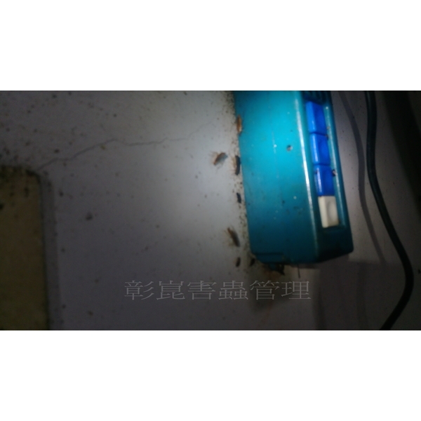 德國蟑螂防治前-彰崑環境工程有限公司