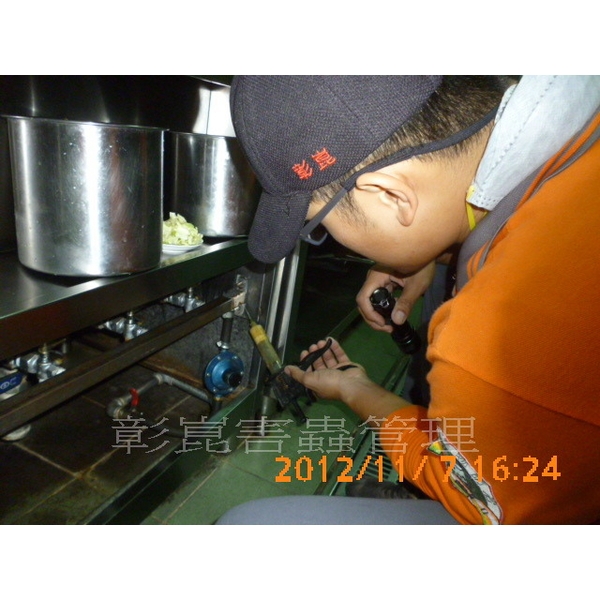 德國蟑螂防治 德國蟑螂防治