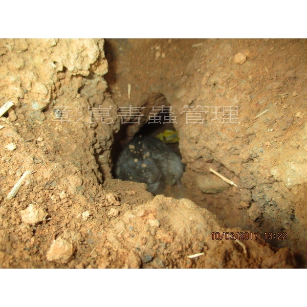 除鼠工程-彰崑環境工程有限公司