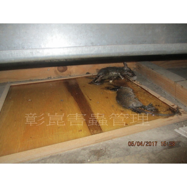 滅鼠工程-彰崑環境工程有限公司
