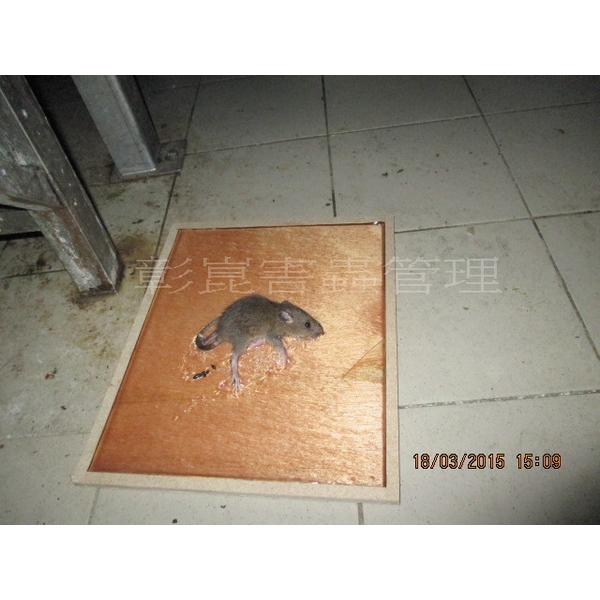 滅鼠工程-彰崑環境工程有限公司