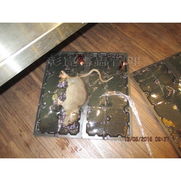 滅鼠工程-彰崑環境工程有限公司