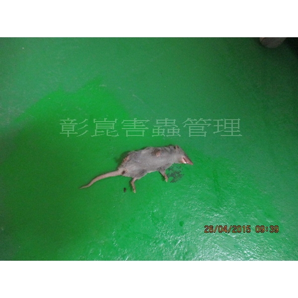 老鼠防治 老鼠防治