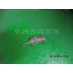 老鼠防治