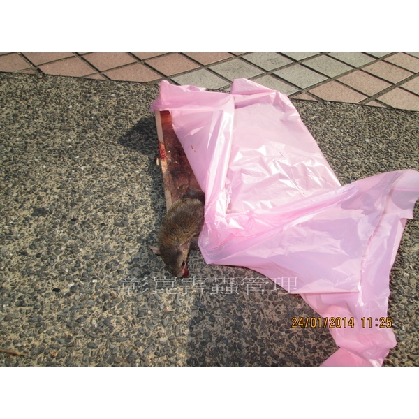 老鼠防治-彰崑環境工程有限公司