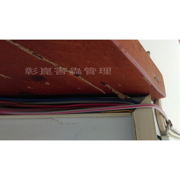 白蟻防治-彰崑環境工程有限公司