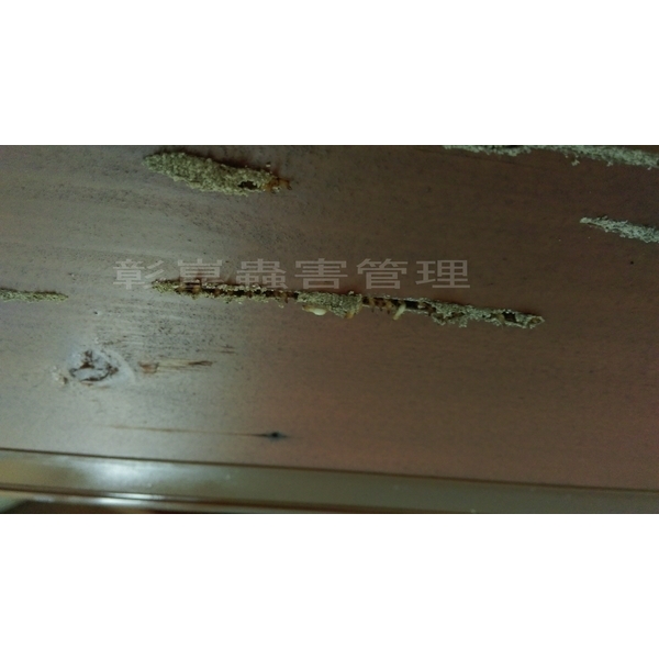 白蟻防治-彰崑環境工程有限公司