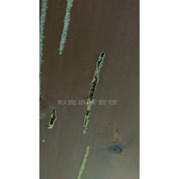 白蟻防治-彰崑環境工程有限公司