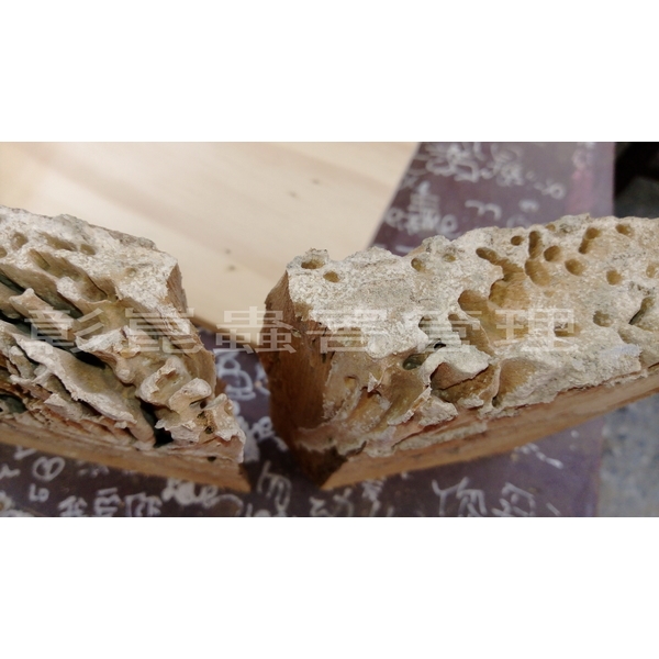 白蟻防治-彰崑環境工程有限公司