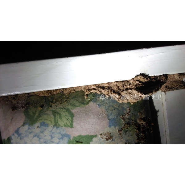 白蟻防治-彰崑環境工程有限公司