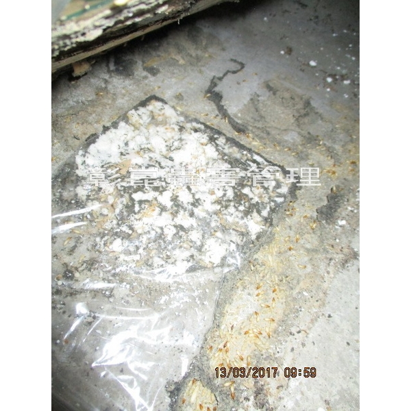 白蟻防治 白蟻防治