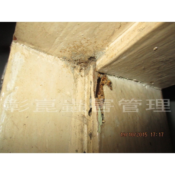 白蟻防治 白蟻防治