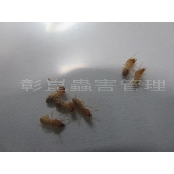 白蟻防治-彰崑環境工程有限公司