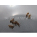 白蟻防治