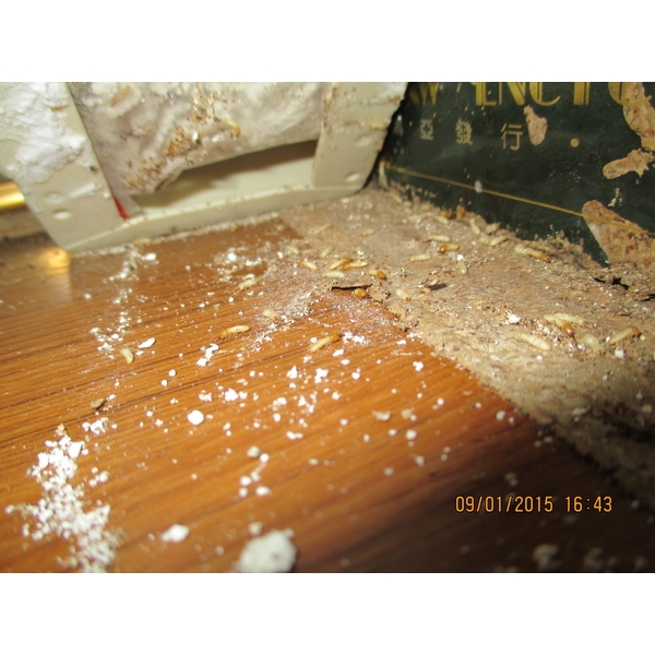 白蟻防治-彰崑環境工程有限公司