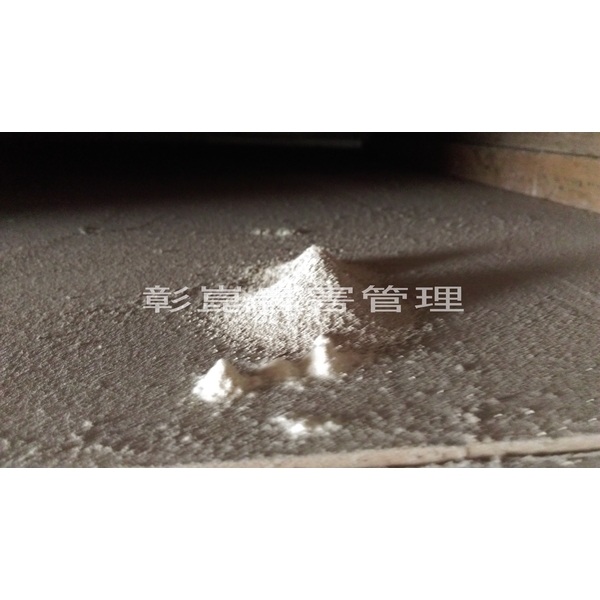 乾木白蟻(截頭堆砂白蟻)-彰崑環境工程有限公司