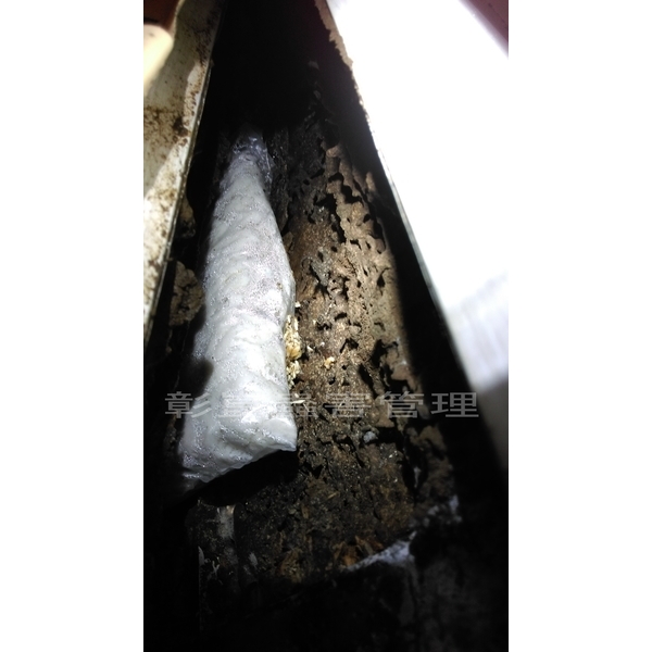 蟻定清防治白蟻-彰崑環境工程有限公司