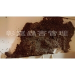 蟻定清防治白蟻