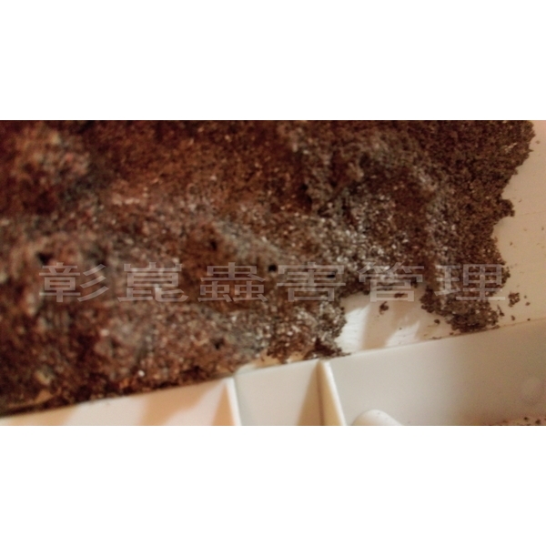 蟻定清防治白蟻-彰崑環境工程有限公司