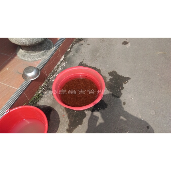 婚飛蟻掉落(大水螞蟻)-彰崑環境工程有限公司