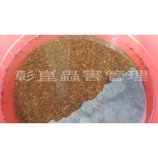 婚飛蟻掉落(大水螞蟻)-彰崑環境工程有限公司