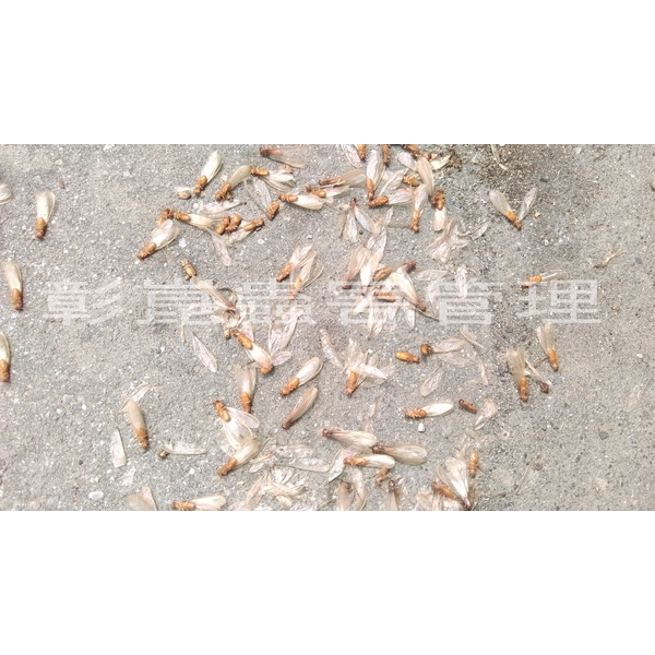 婚飛蟻掉落(大水螞蟻)-彰崑環境工程有限公司