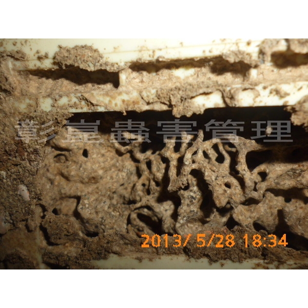 室內白蟻副巢-彰崑環境工程有限公司