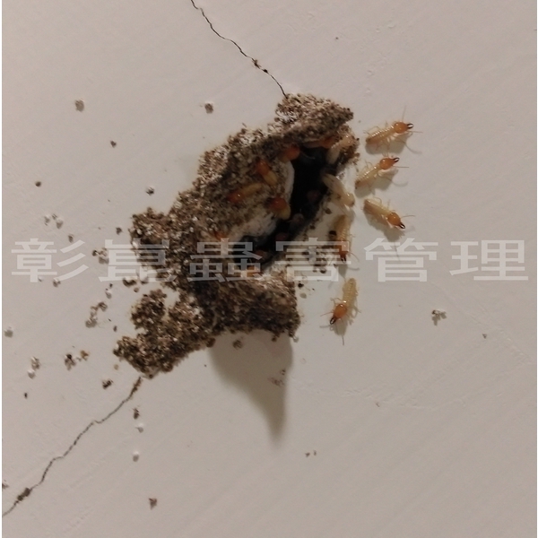 兵蟻出來攻擊敵人-彰崑環境工程有限公司