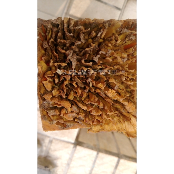 白蟻啃食後-彰崑環境工程有限公司