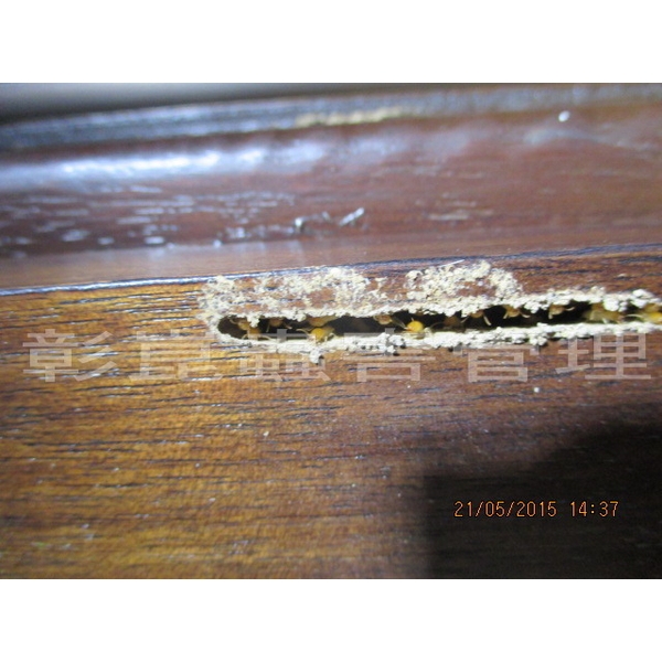 白蟻防治-彰崑環境工程有限公司