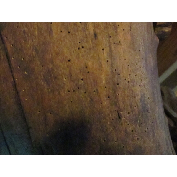 蛀蟲防治-彰崑環境工程有限公司