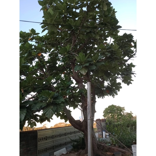 移植樹木 移植樹木