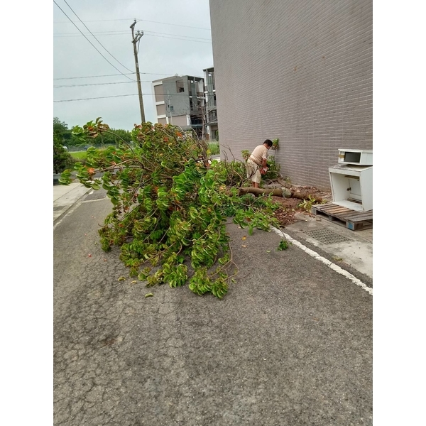 移植樹木