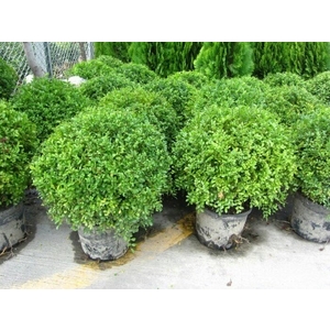 植栽-景福園藝