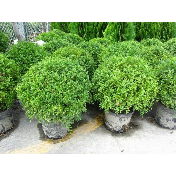 植栽