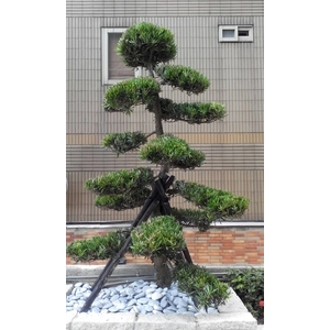 植栽-景福園藝