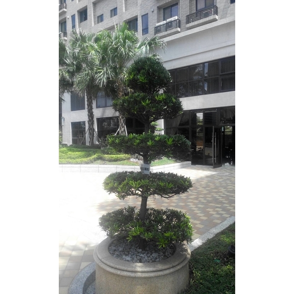 植栽-景福園藝