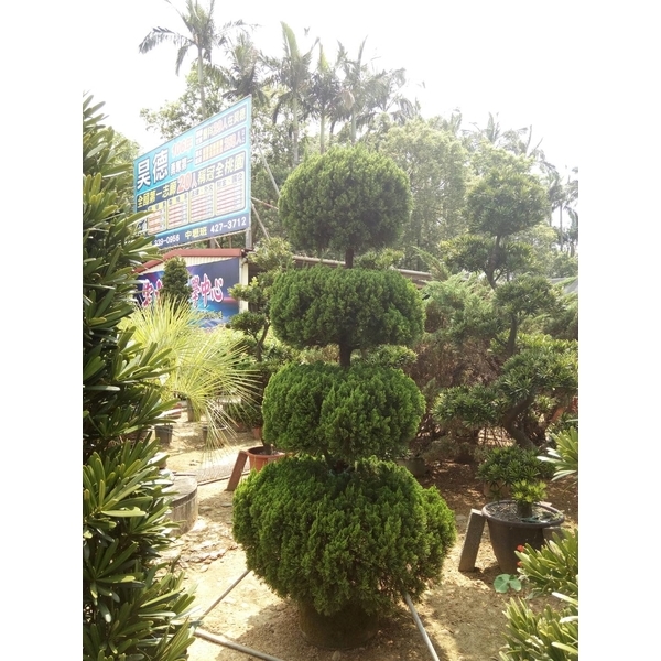 植栽-景福園藝