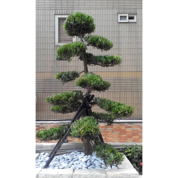 植栽
